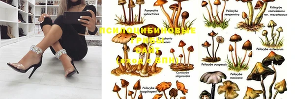стафф Алзамай