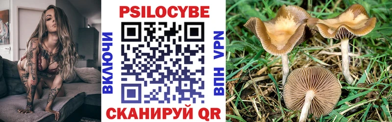 blacksprut как войти  Асино  darknet как зайти  магазин продажи наркотиков  Галлюциногенные грибы Psilocybine cubensis 